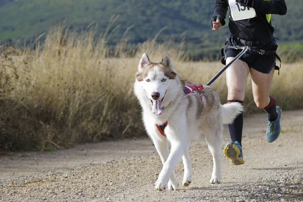 Köpek ve insan popüler bir kanikros yarışına katılıyor.