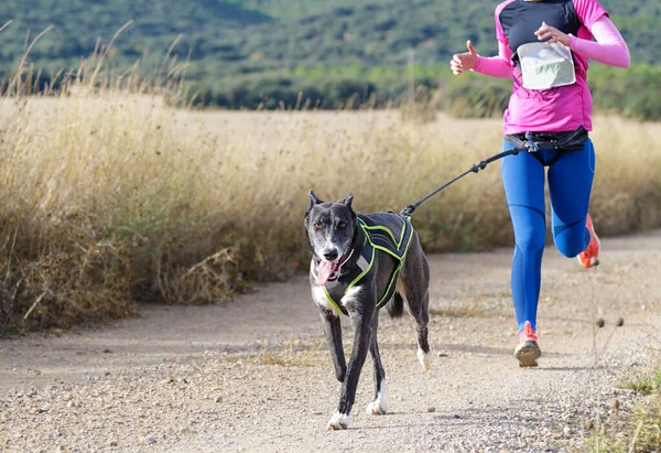 Pies Kobieta Biorący Udział Popularnym Wyścigu Canicross — Zdjęcie stockowe