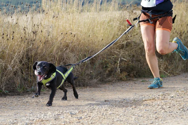 Pies Kobieta Biorący Udział Popularnym Wyścigu Canicross — Zdjęcie stockowe
