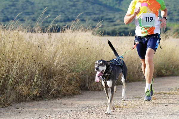 Hund Mand Der Deltager Populær Canicross Race - Stock-foto