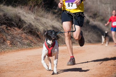 Köpek ve insan popüler bir kanikros yarışına katılıyor.