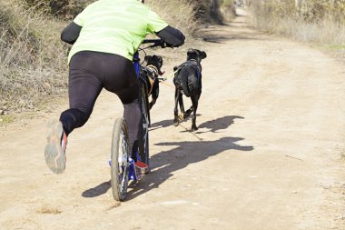 Birkaç köpek ve onların ezicileri, daha popüler bir kanikrosa katılıyorlar. Kazıcı bir dağ mobiletiyle.