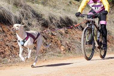 Bisikletli popüler bir kanikrosta yer alan bir köpek ve onun musher (bisiklet))