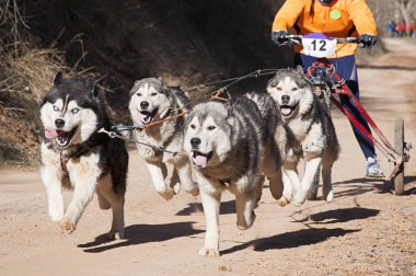 Birkaç köpek ve onların ezicileri, daha popüler bir kanikrosa katılıyorlar. Kazıcı bir dağ mobiletiyle.