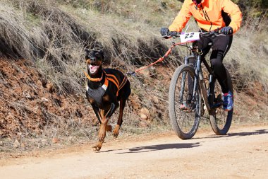 Bisikletli popüler bir kanikrosta yer alan bir köpek ve onun musher (bisiklet))