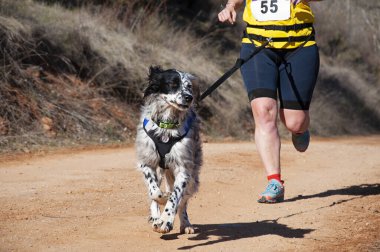 Dog and woman taking part in a popular canicross race