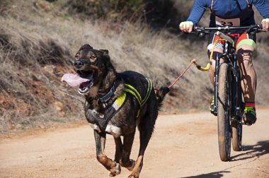 Bisikletli popüler bir kanikrosta yer alan bir köpek ve onun musher (bisiklet))