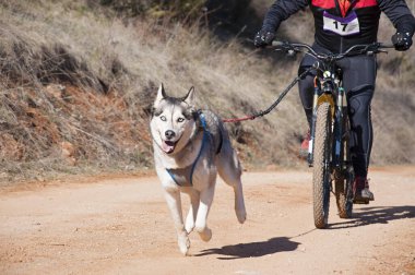 Bisikletli popüler bir kanikrosta yer alan bir köpek ve onun musher (bisiklet))