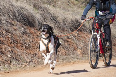 Bisikletli popüler bir kanikrosta yer alan bir köpek ve onun musher (bisiklet))