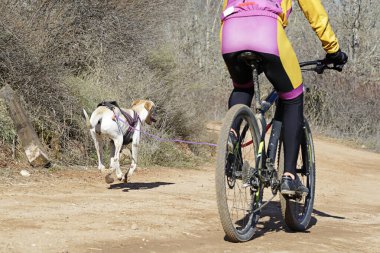 Bisikletli popüler bir kanikrosta yer alan bir köpek ve onun musher (bisiklet))