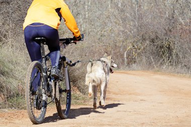 Bisikletli popüler bir kanikrosta yer alan bir köpek ve onun musher (bisiklet))