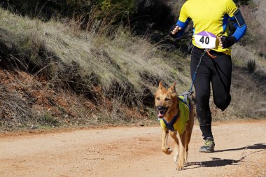 Köpek ve insan popüler bir kanikros yarışına katılıyor.