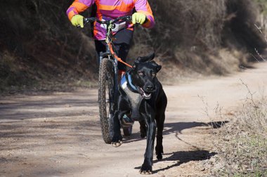 Bisikletli popüler bir kanikrosta yer alan bir köpek ve onun musher (bisiklet))