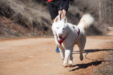 Köpek ve insan popüler bir kanikros yarışına katılıyor.