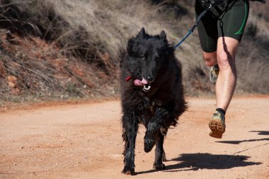 Köpek ve insan popüler bir kanikros yarışına katılıyor.