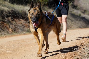 Köpek ve insan popüler bir kanikros yarışına katılıyor.