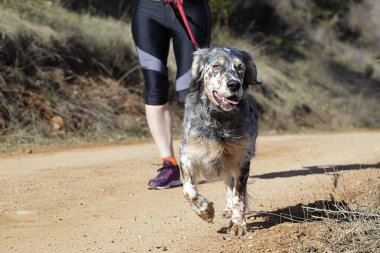 Köpek ve kadın popüler bir kanikros yarışına katılıyor.