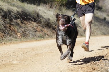 Köpek ve insan popüler bir kanikros yarışına katılıyor.
