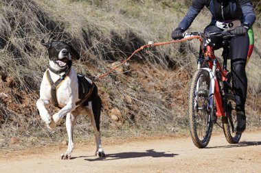 Bisikletli popüler bir kanikrosta yer alan bir köpek ve onun musher (bisiklet))