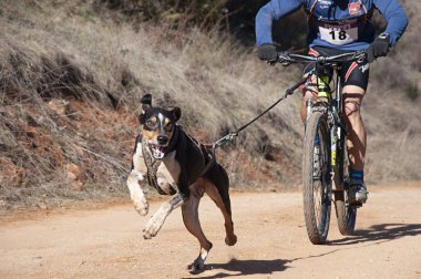 Bisikletli popüler bir kanikrosta yer alan bir köpek ve onun musher (bisiklet))
