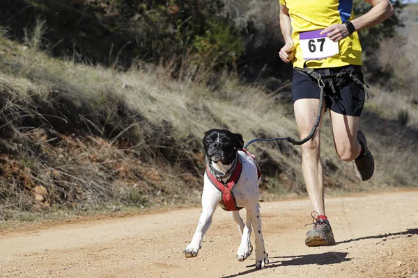 Hund Und Mensch Beim Beliebten Canicross Rennen — Stockfoto