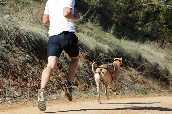 Dog Man Taking Part Popular Canicross Race — Stock Photo, Image