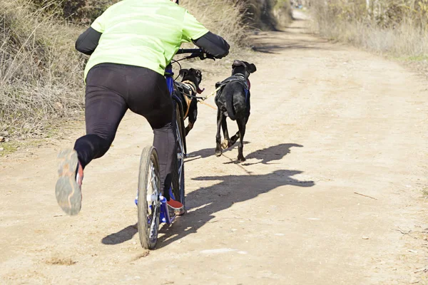 Több Kutya Musher Részt Vesz Népszerű Canicross Egy Diggler Hegyi — Stock Fotó