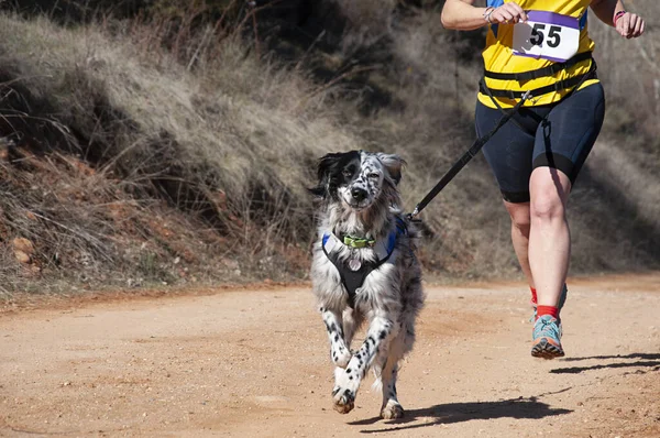 Dog and woman taking part in a popular canicross race