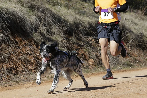 Pies Człowiek Biorący Udział Popularnym Wyścigu Canicross — Zdjęcie stockowe