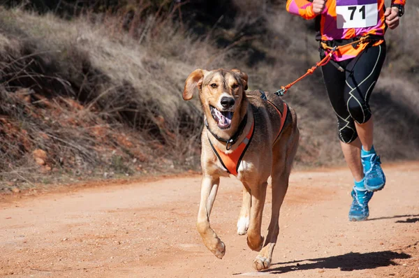 Köpek ve insan popüler bir kanikros yarışına katılıyor.
