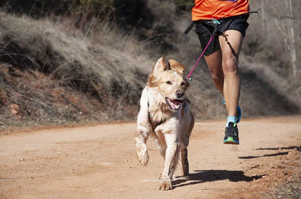 Köpek ve insan popüler bir kanikros yarışına katılıyor.