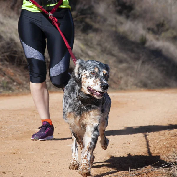 Dog and woman taking part in a popular canicross race