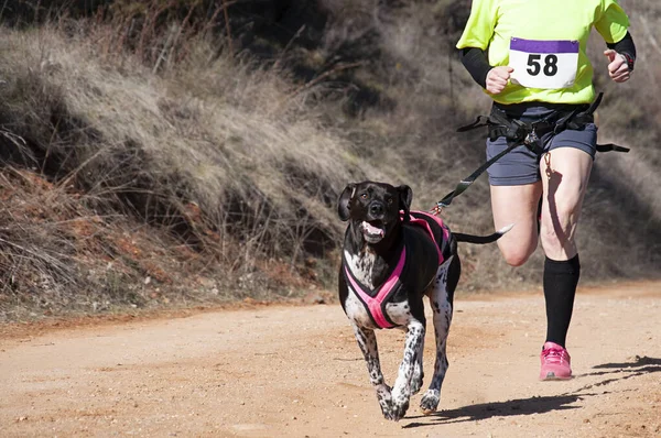 Cane Donna Che Partecipano Una Popolare Gara Canicross — Foto Stock