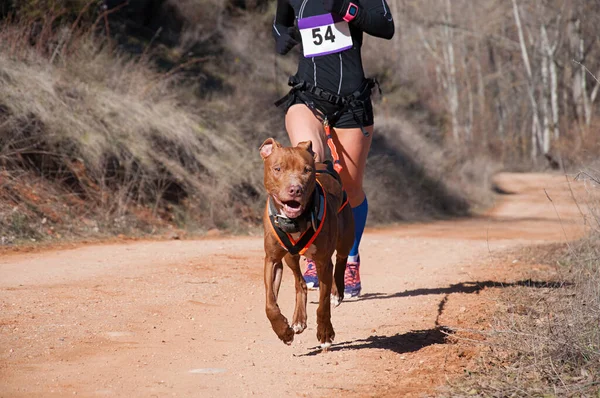 Hund Und Frau Bei Beliebtem Canicross Rennen — Stockfoto