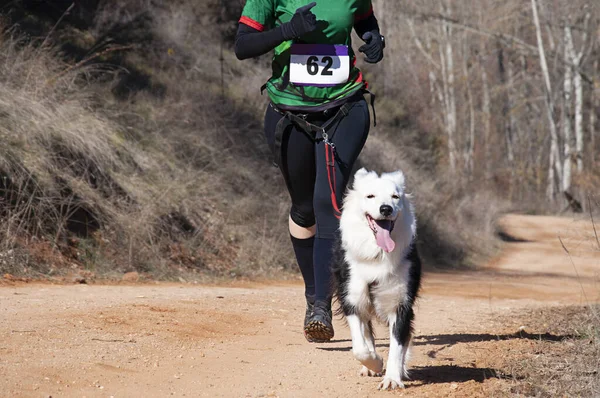 Hund Und Frau Bei Beliebtem Canicross Rennen — Stockfoto