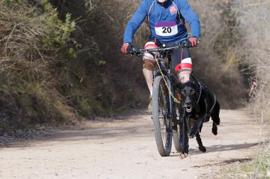 Bisikletli popüler bir kanikrosta yer alan bir köpek ve onun musher (bisiklet))