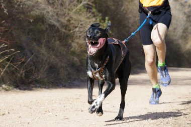 Köpek ve insan popüler bir kanikros yarışına katılıyor.