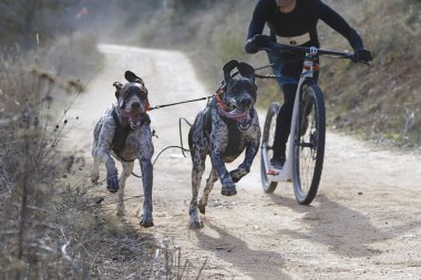 Köpekler ve onun musher 'ı, bir kazıcı dağ mobiletiyle popüler bir kanikrosta yer alıyorlar.