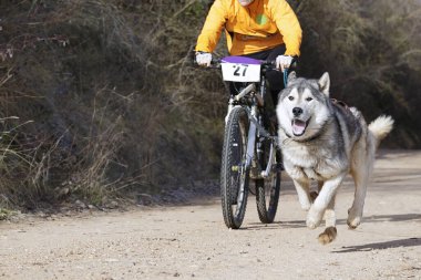 Bisikletli popüler bir kanikrosta yer alan bir köpek ve onun musher (bisiklet))
