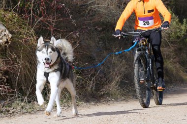 Bisikletli popüler bir kanikrosta yer alan bir köpek ve onun musher (bisiklet))