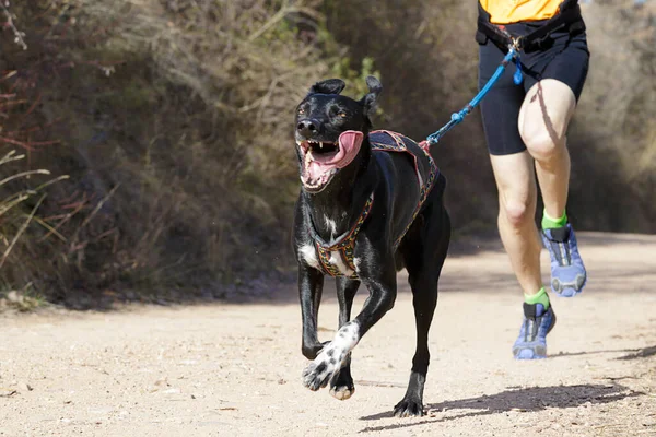 Perro Hombre Participando Una Popular Carrera Canicross — Foto de Stock