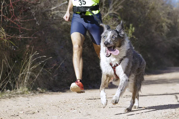 Köpek ve insan popüler bir kanikros yarışına katılıyor.