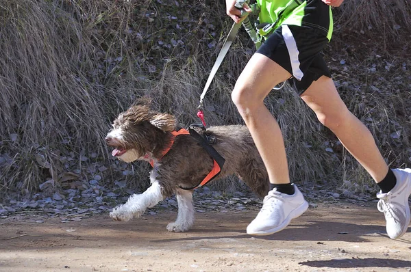 Pies Chłopiec Biorący Udział Popularnym Wyścigu Canicross Dla Dzieci — Zdjęcie stockowe