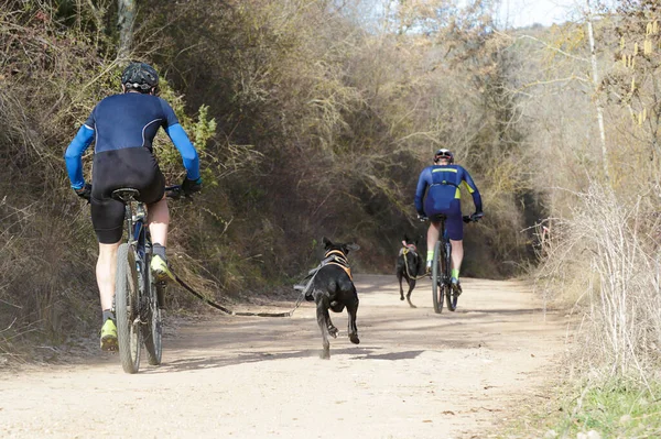 Bisikletli popüler bir kanikrosta yer alan iki köpek ve onların musher (bisiklet))