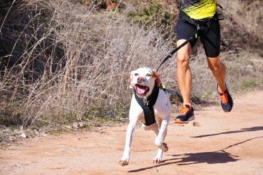 Köpek ve insan popüler bir kanikros yarışına katılıyor.