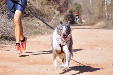 Köpek ve insan popüler bir kanikros yarışına katılıyor.