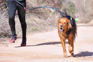 Köpek ve insan popüler bir kanikros yarışına katılıyor.