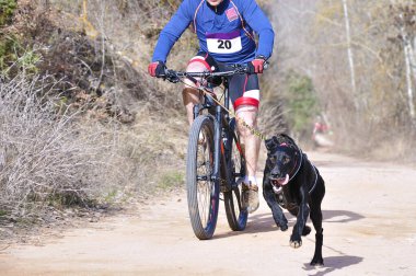 Bisikletli popüler bir kanikrosta yer alan bir köpek ve onun musher (bisiklet))