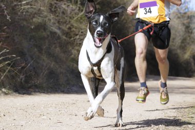Dog and man taking part in a popular canicross race clipart