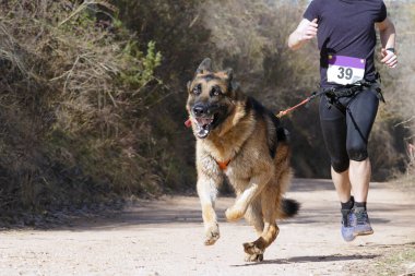 Köpek ve insan popüler bir kanikros yarışına katılıyor.